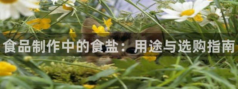 威九国际女主名字